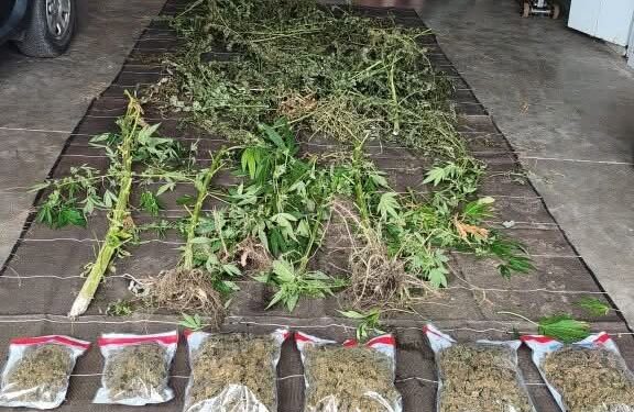 Une 3e plantation de cannabis découverte dans les Baronnies