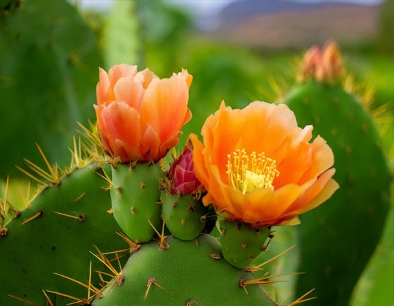 nopal-flor