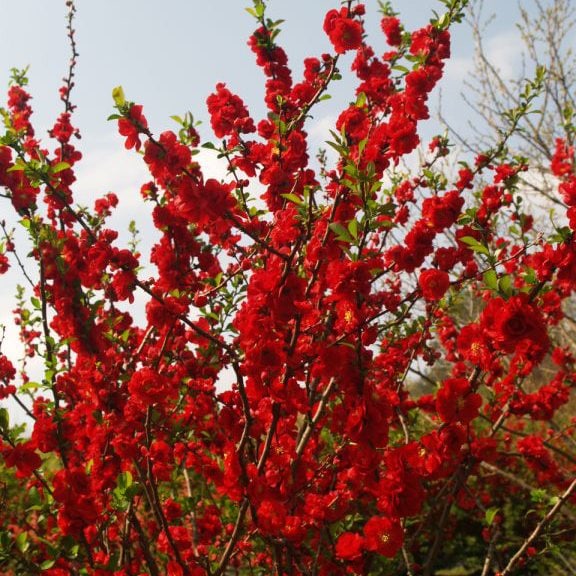 Quince Double Take Scarlet® Proven Winner™