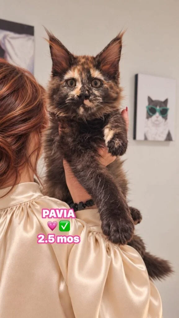 pavia Bellatrix MCO & MCP LLC