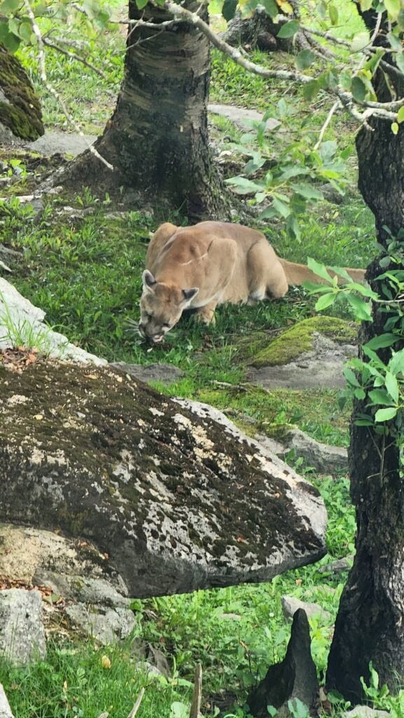 A cougar resting in a lush, green forested enclosure at Grandfather Mountain Zoo. The animal is surrounded by trees, rocks, and patches of vibrant grass, blending into the natural surroundings. The scene highlights the cougar's serene demeanor and its habitat's resemblance to the wild.