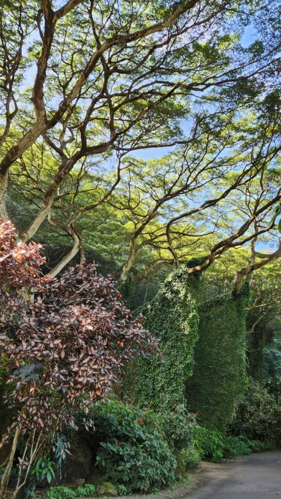 The lush variety of trees and plants at Waimea Valley in Oahu, Hawaii.