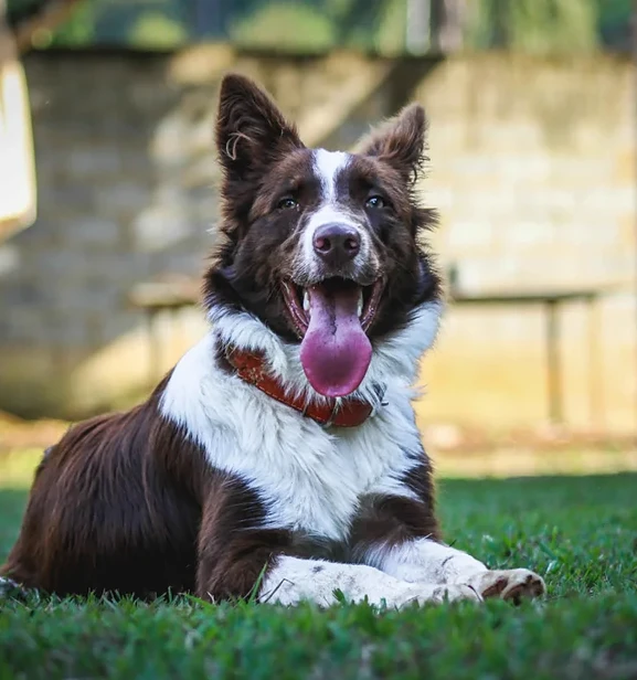 webp1 “happy pet with owner – affordable pet insurance USA