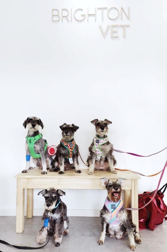 Brighton Vet Care (Serangoon Gardens)2