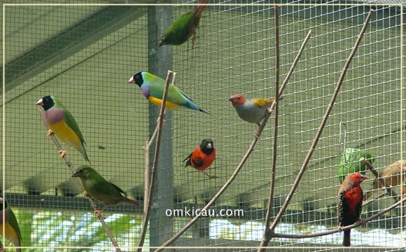 Membuat tempat pakan dan minum untuk kandang aviary