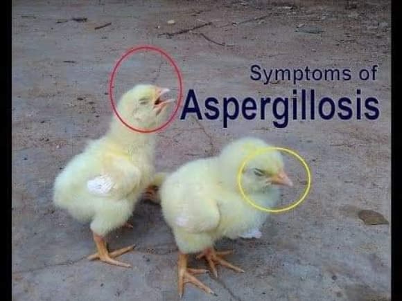 What is Aspergillosis in Birds