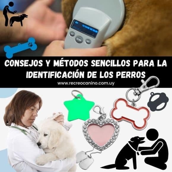 Consejos y métodos sencillos para la identificación de los perros dog care, dog safety, dog id tags, identificación de perros