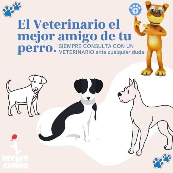 La salud de su perro Lo básico mascotas, salud, medicamentos, perros, gatos, cuidados, aseo