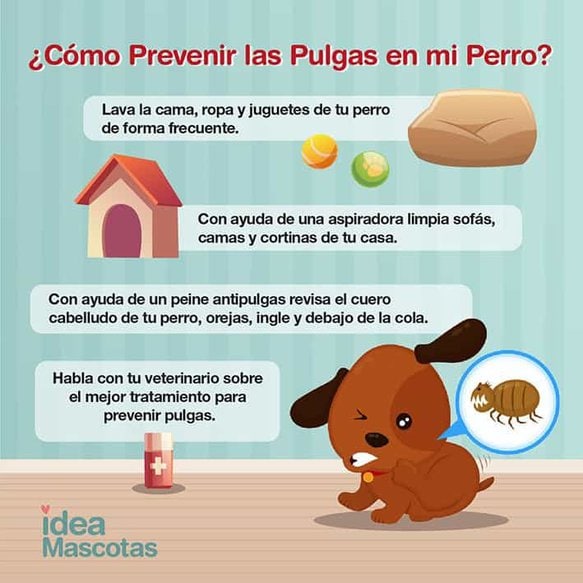 Cómo Quitarle las Pulgas a mi Perro Cómo Quitarle las Pulgas a mi Perro