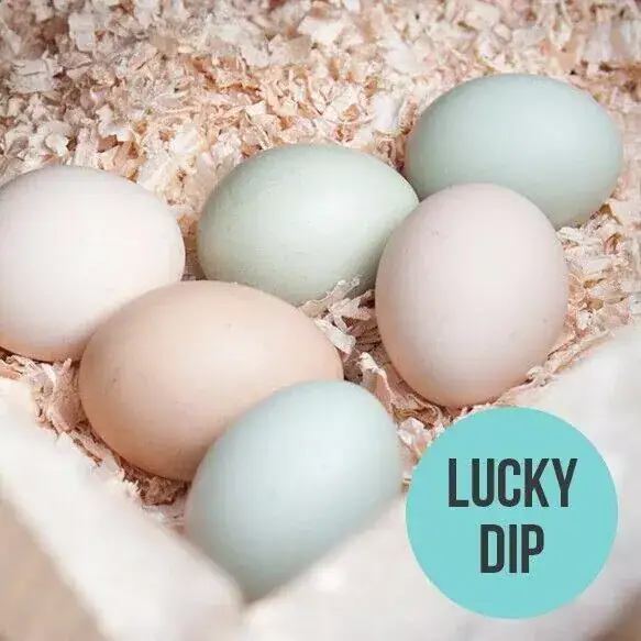 6 x Lucky Dip Bantam Hatching Eggs Pekin Bantam fertile eggs Uk