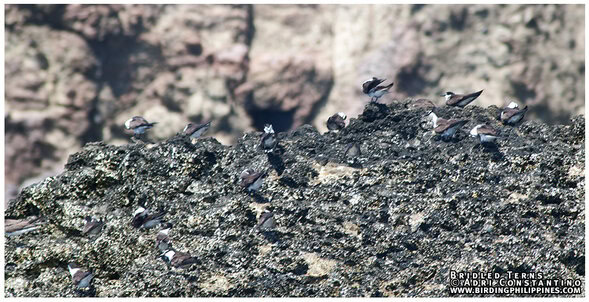 Bridled Tern,