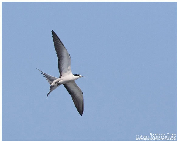 Bridled Tern