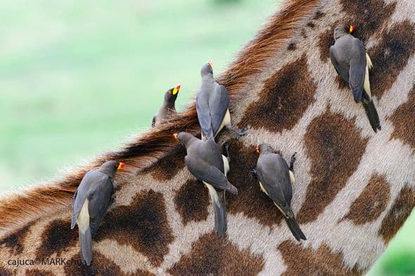 What Bird Eats Parasites off Animals