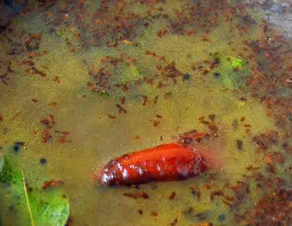 neem flower rasam