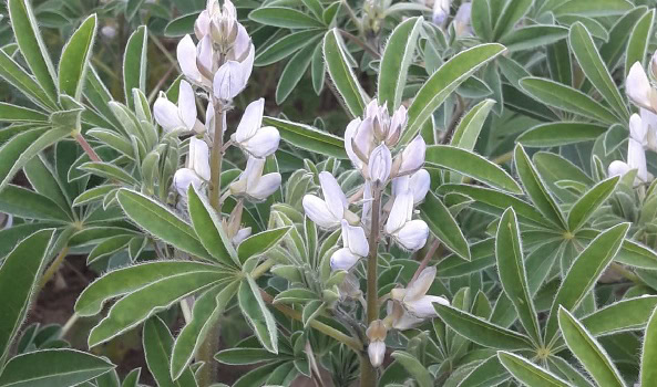 Lupins en fleur