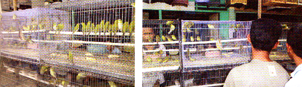 Pleci semakin digandrungi Pleci semakin digandrungi