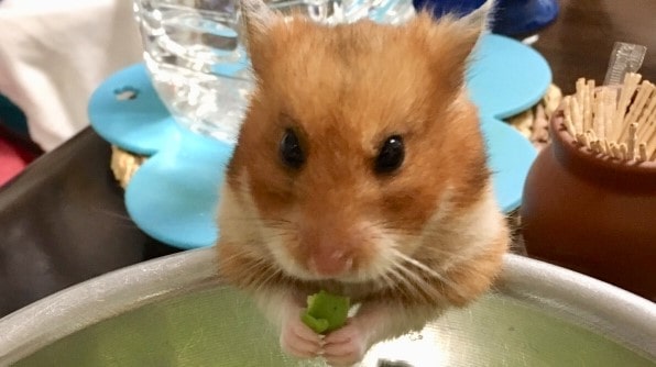 hamster-eat-green-soybeans