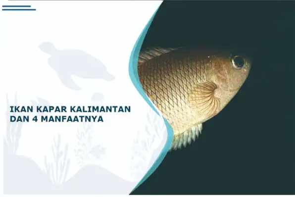 ikan kapar kalimantan