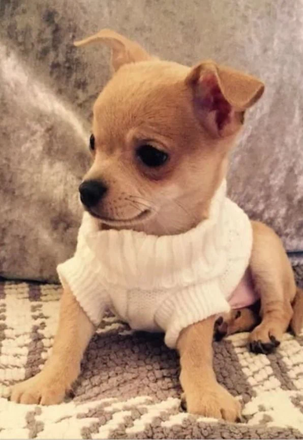 Ropa para Chihuahuas