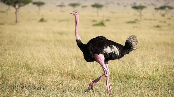 Uganda's Best Birding Routes and Regions