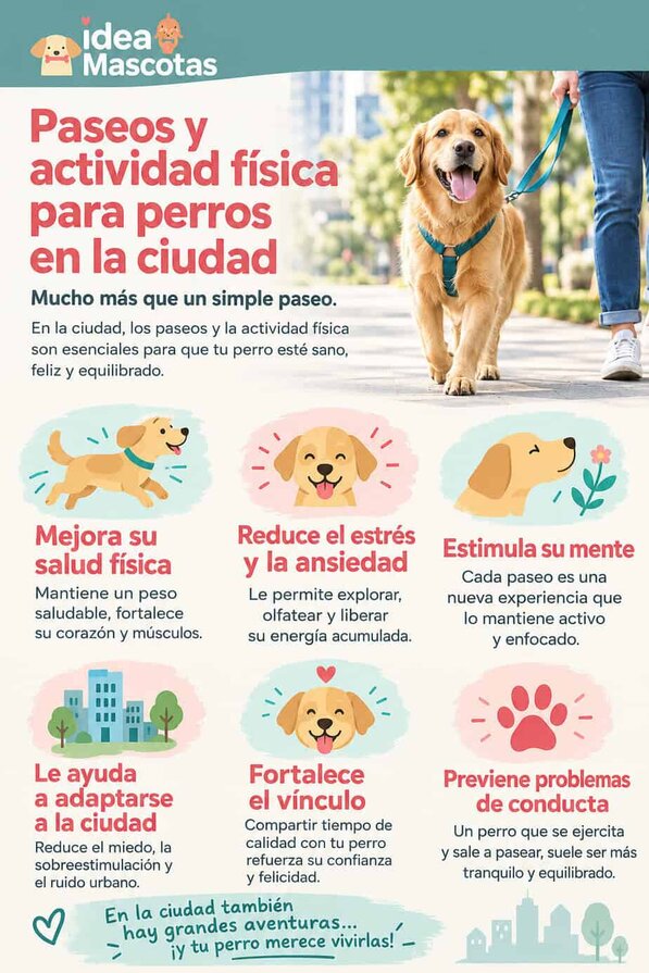 Importancia de los Paseos y actividad física para perros