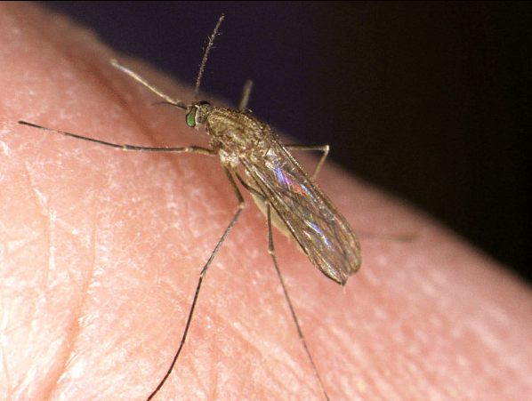 West Nile Virus