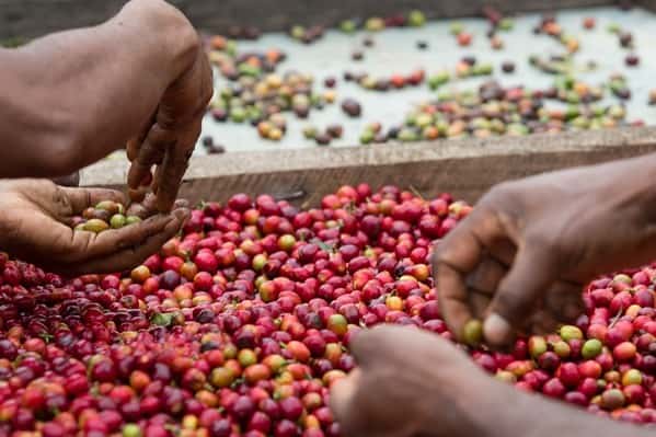 Korgua Estate AA Washed Bourbon - Image 7