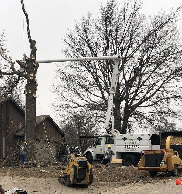 Tree Trimming Near Me