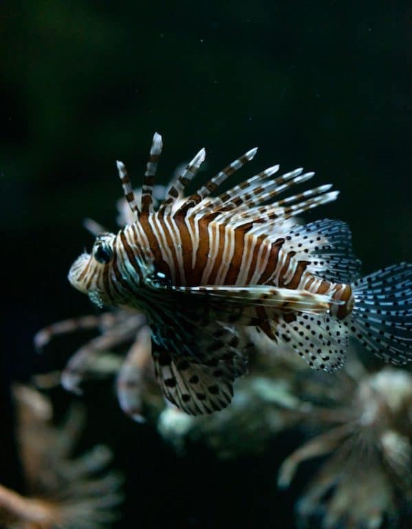 Lionfish