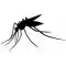 mosquito