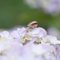 Canon FD 35mm F2 前玉凹みオールドレンズ Revew 作例 あじさいとカタツムリ Hydrangea Snail