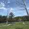奈良県東大台ケ原完全クリアコース　正木ヶ原の立ち枯れしたトウヒの風景