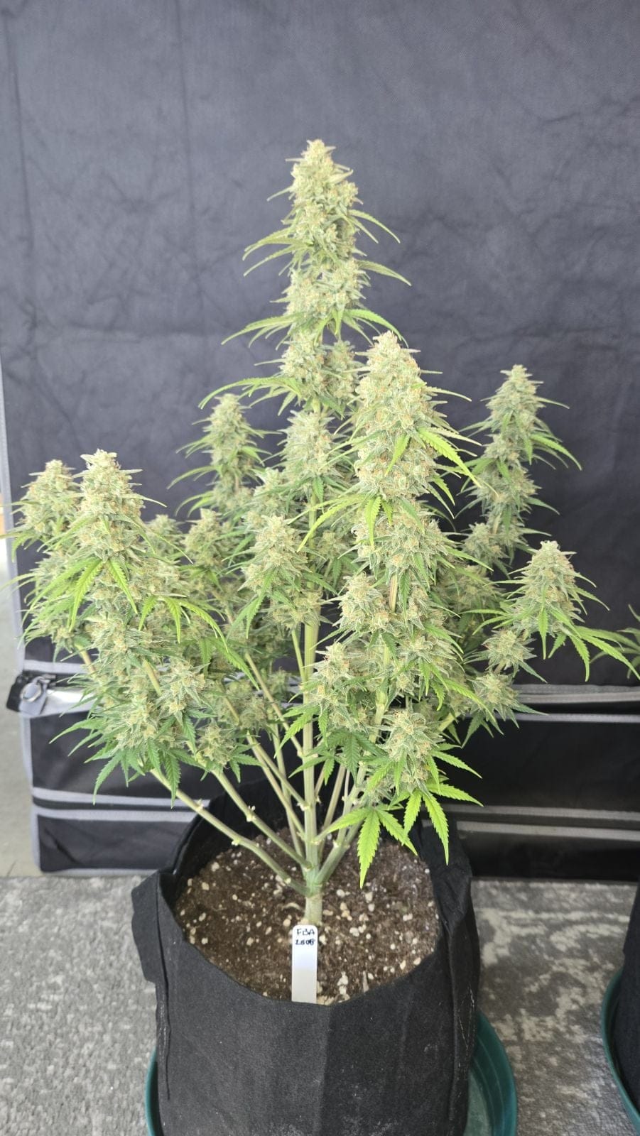 Z-Up Auto | Fast Buds - immagine 2