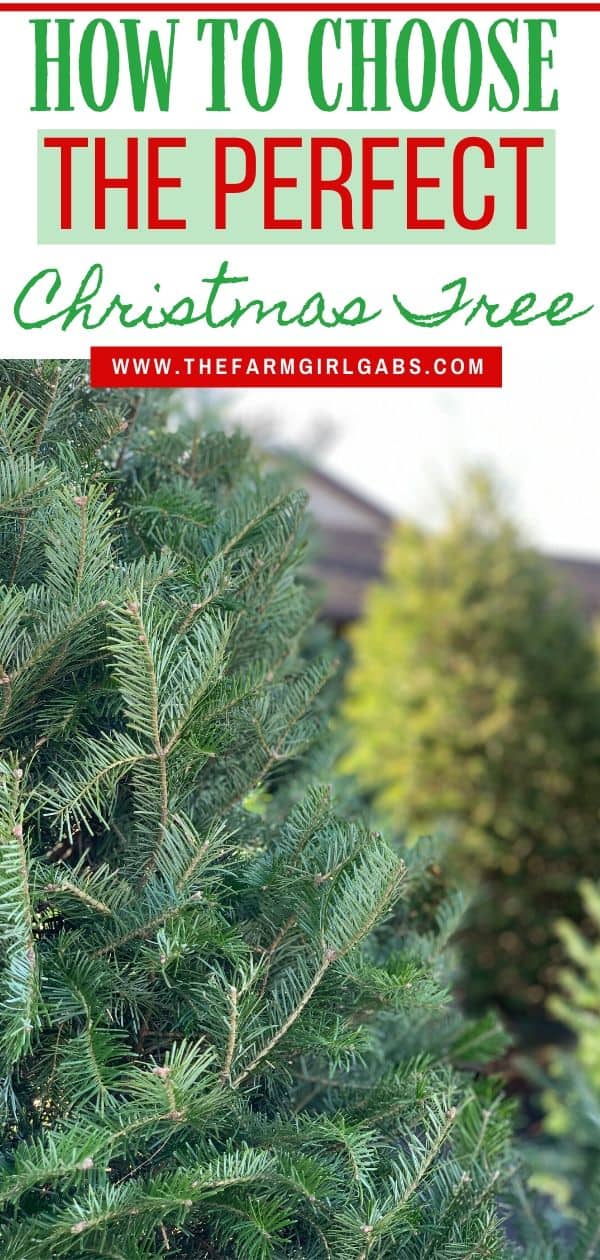 Check out these helpful tips on How To Choose The Perfect Christmas Tree. Choosing the family Christmas tree is fun for everyone. Follow these tips to ensure your tree lasts throughout the holiday season. #christmastree #christmasdecorations #christmasornaments #farmhousechristmas