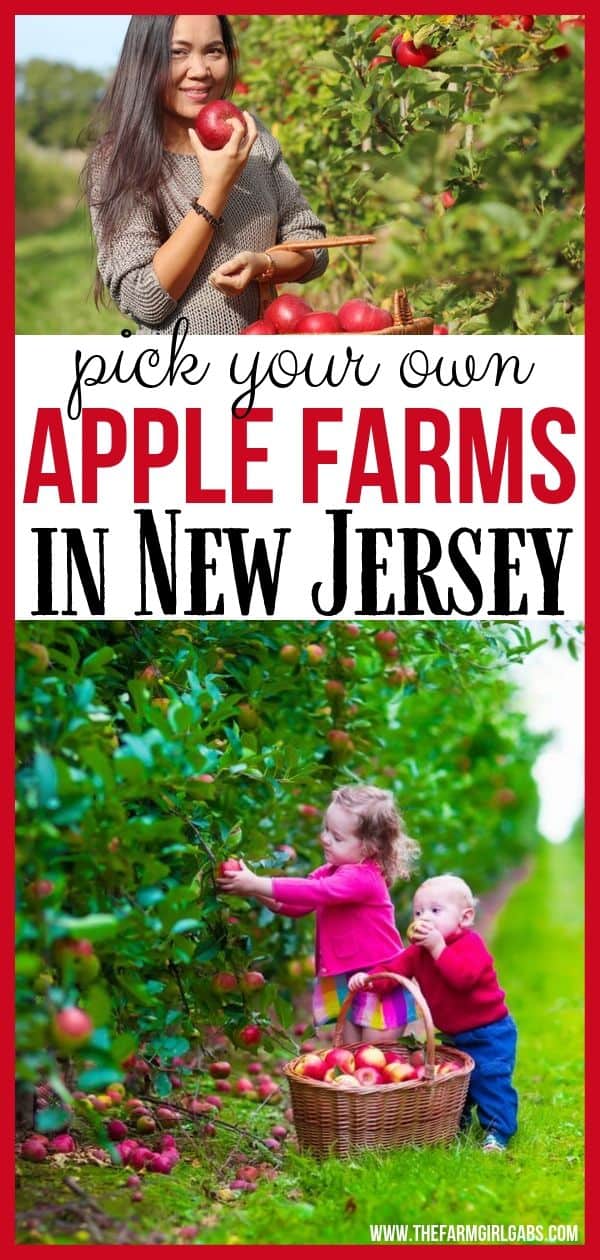 Ready for some fall fun? It's apple season in New Jersey. Take the family out to the apple orchard to pick your own apples. The New Jersey Apple Orchards are the Best Farms To Pick Your Own Apples In NJ. #applepicking #njappleorchards #pickyourownapplesnj