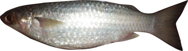 habitat, reproduksi, makanan, dan manfaat ikan belanak