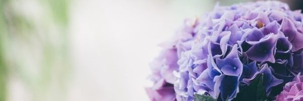 گلی که با تغییر pH خاک، رنگش عوض میشود