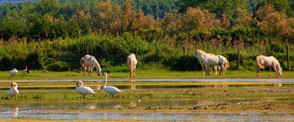 Ponies of the Camargue, France