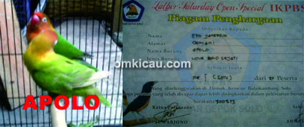 Lovebird Apollo