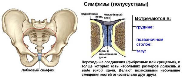 Симфизы