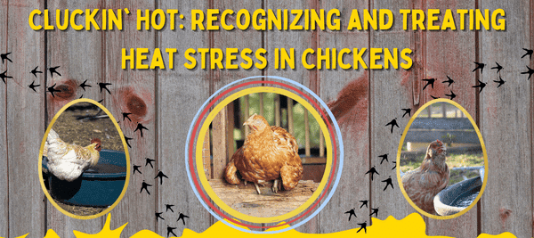 How to Treat Heat Stress in Birds