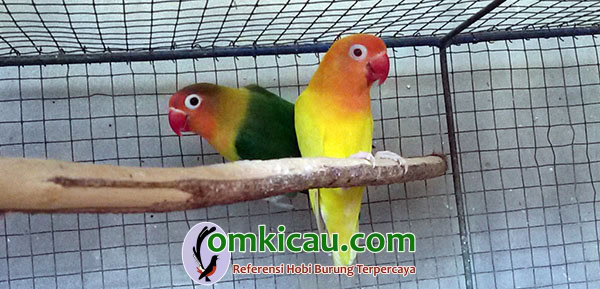 breeding lovebird