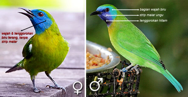 cara ternak burung kinoi cara ternak burung kinoi