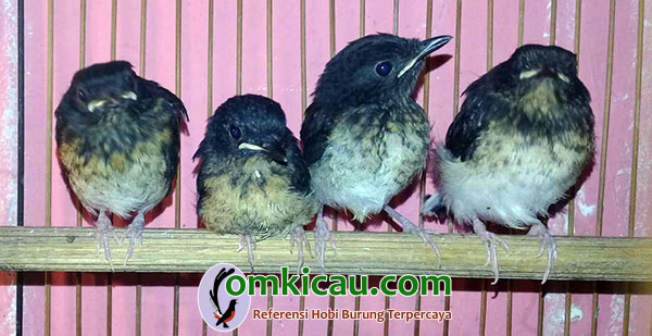breeding murai batu