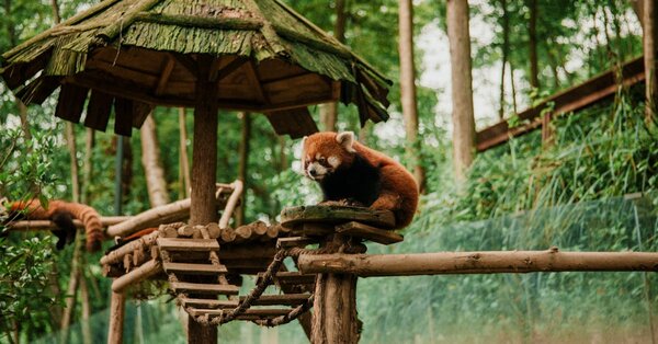 Séjour court "Soigneur d'un jour au zoo" (7-9 ans)