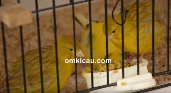 Pakan racikan burung kenari Pakan racikan burung kenari