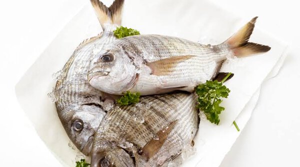 Sarago Maggiore Pescato Ionio