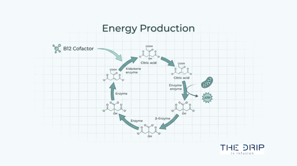 Vitamin B12 energy production diagram showing B12 as a cofactor in cellular energy metabolism and ATP production