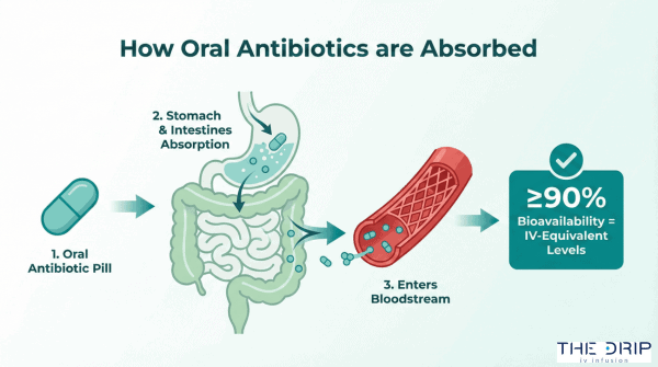 Diagram showing oral antibiotic absorption from stomach into bloodstream.