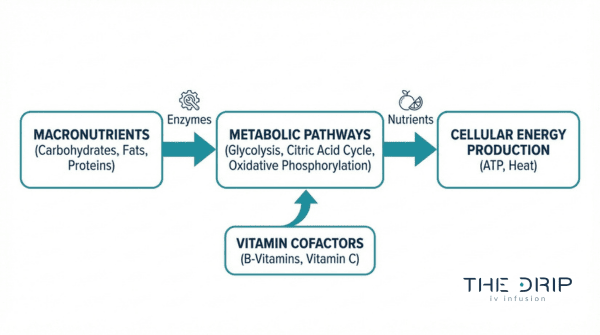 Metabolic pathway diagram showing macronutrients, vitamin cofactors, and cellular energy production through ATP and oxidative phosphorylation